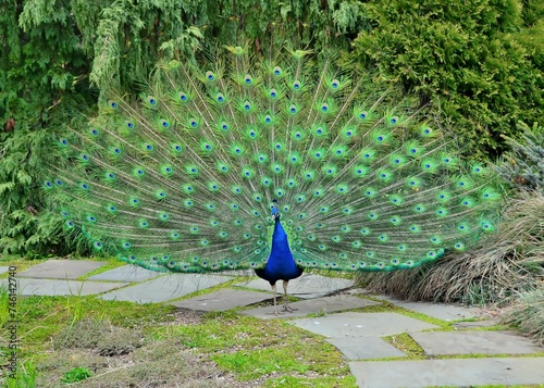 Peacock with feathers out in Kingwood Center Gardens, Mansfield, Ohio, April photo