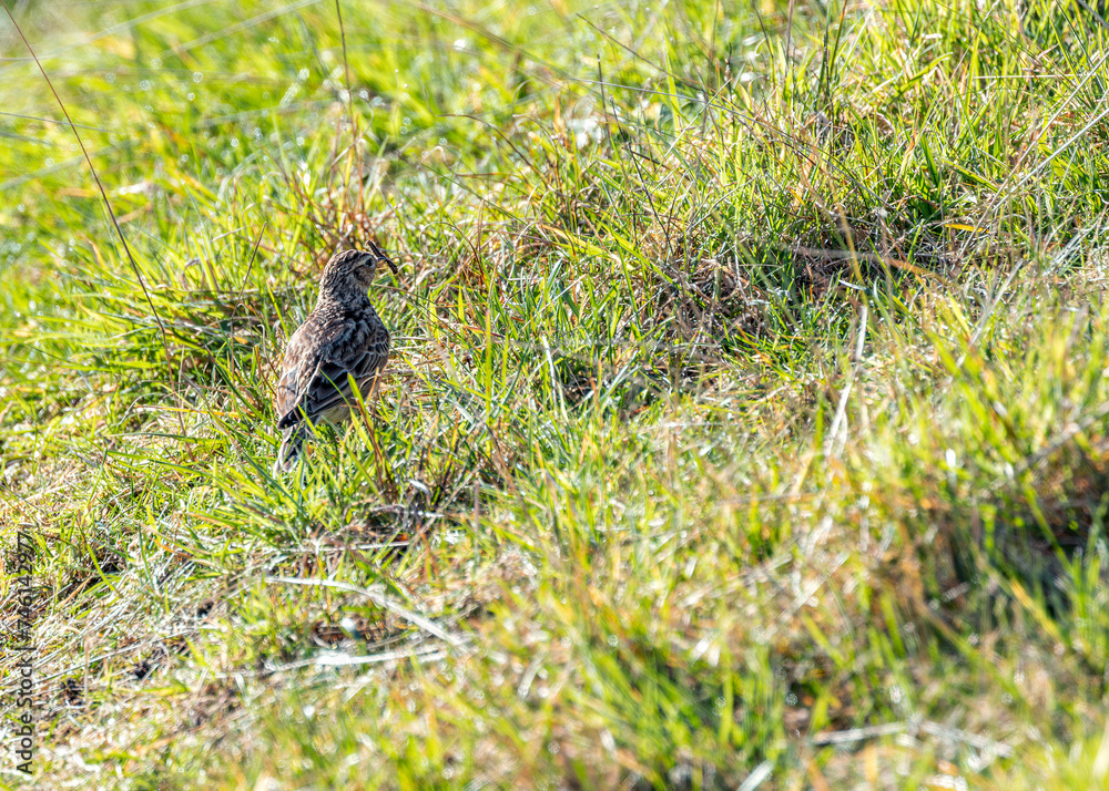 Fototapeta premium Skylark (Alauda arvensis) on Bull Island, Dublin, Ireland