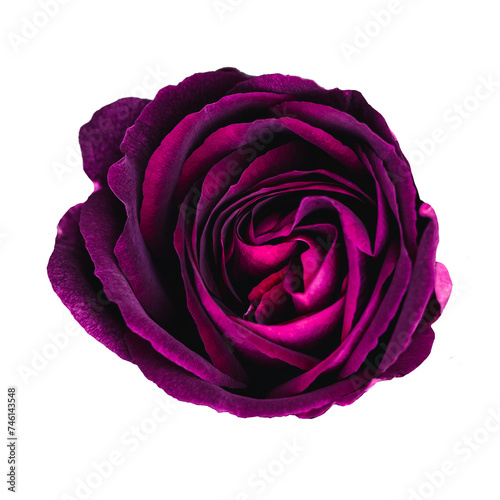 Dark purple color rose