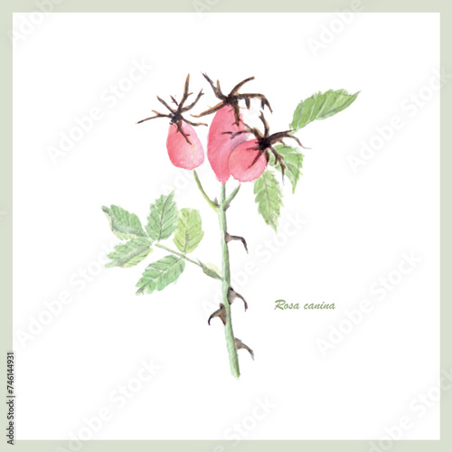 Rosa canina watercolor pictures nature stock vector illustration for web