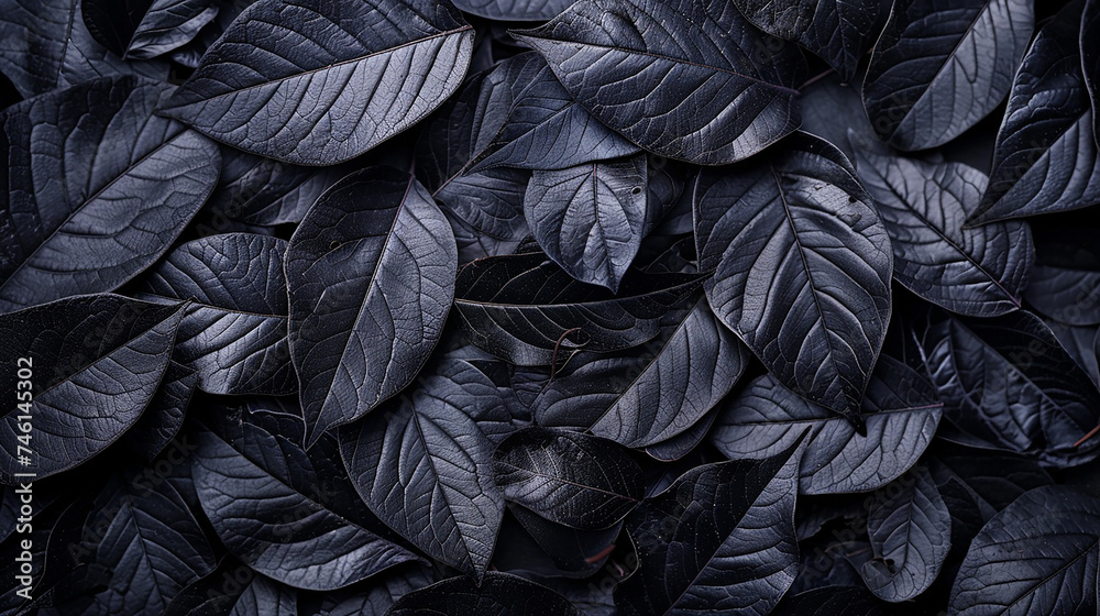 Closeup black leaves texture background Closeup black leaves texture background