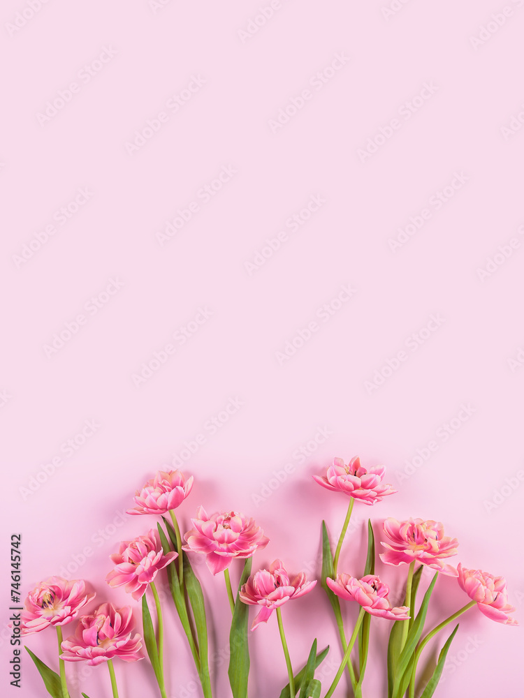 Pink tulips on pastel pink background. Spring present for women. Birthday, Mothers day and Womens day greeting or invitation card. Top view, flat lay with copy space