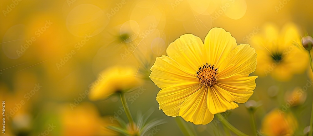 This photo showcases a stunning close up of a vibrant yellow flower blooming in a field. This photo showcases a stunning close up of a vibrant yellow flower blooming in a field.