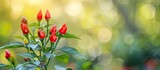 A detailed view of a Thai pepper plant, also known as bird chilli or cili padi, showcasing vibrant red flowers blooming. The plant is captured up close, highlighting its distinct red petals and green