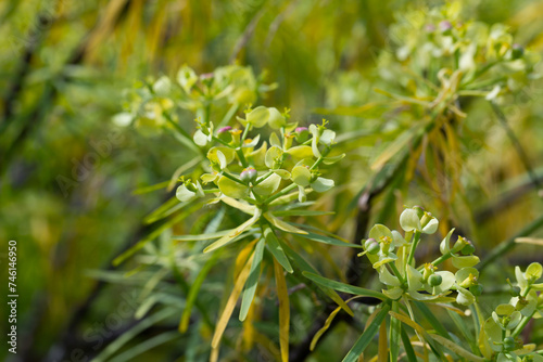 Flowering plant of Tabaiba morisca at sunny day photo