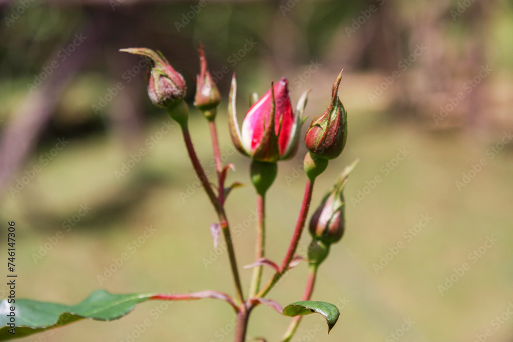 Obraz premium Hakgala Botanical Garden,Nuwara Eliya, Central Province, Sri Lanka