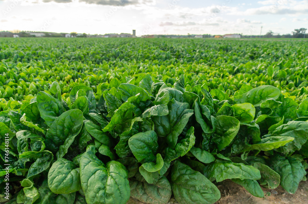 Green Glow: Sunset in the Spinach Field. Green Glow: Sunset in the Spinach Field.