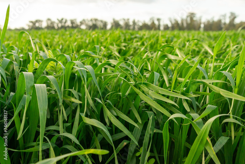 Green Glow  Backlight in a Wheat Field.