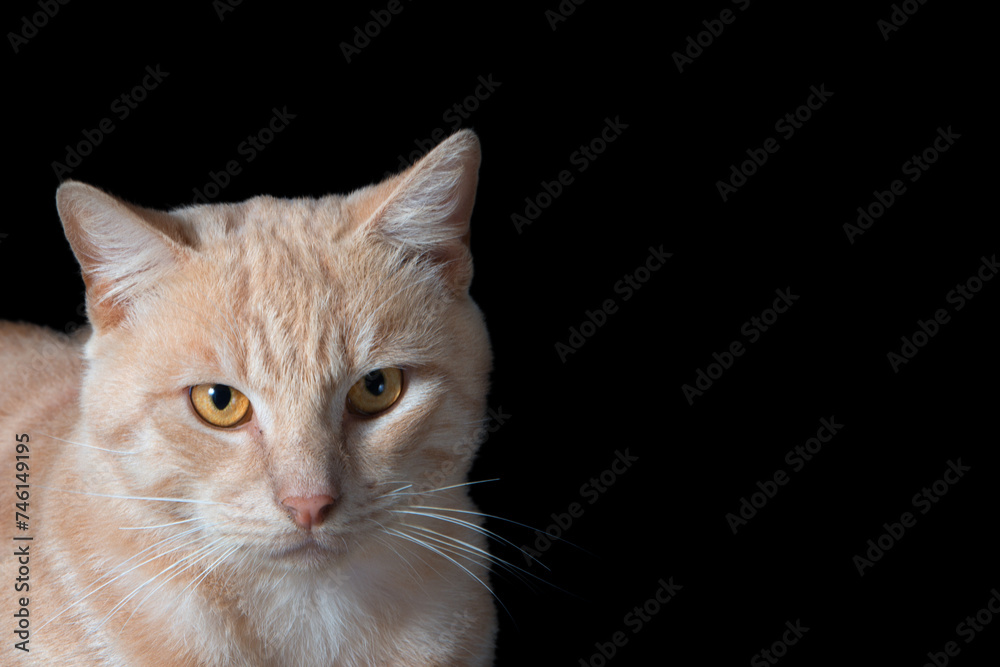 Cat Portraits against black background
