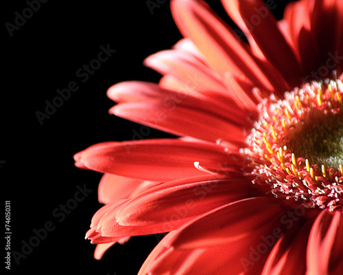 Close up of red gerbera flower black background