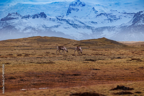 Majestic fields in icelandic highlands with animals and snow covered mountain chains, scandinavian arctic wildlife on countryside scenic route. Beautiful wild mooses in iceland.