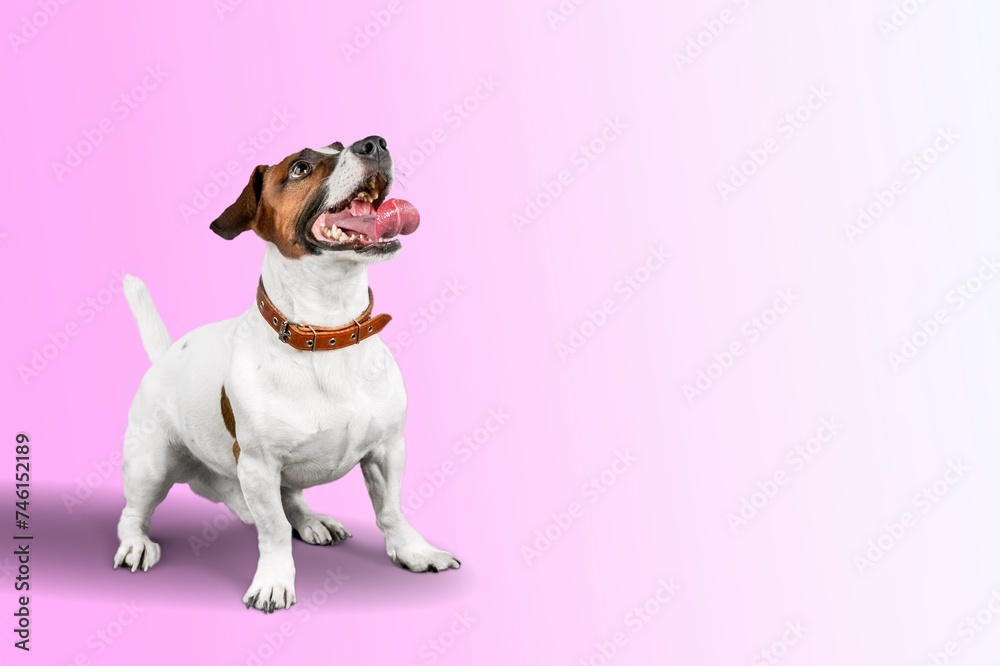 Dog exercising, happy young pet playing Dog exercising, happy young pet playing