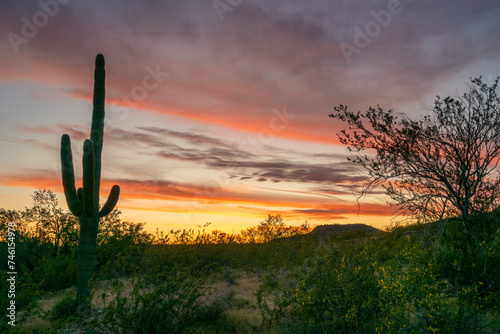 Desert sunset with saguaro cactus