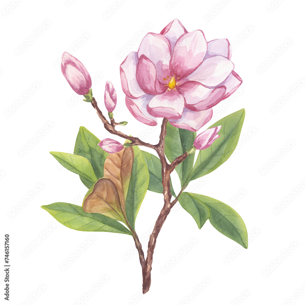 Pink magnolia, peony. Branch flower, buds, leaves. Blooming floral clipart. Hand drawn watercolor illustration isolated background. Botanical element for wedding invitation, save the date