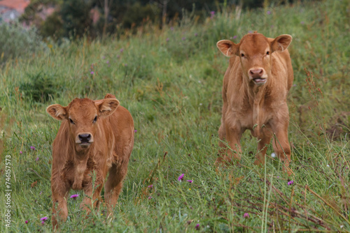 Dos vacas de frente  photo