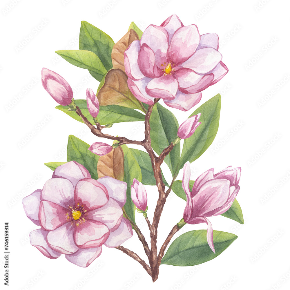 Fototapeta premium Pink magnolia, peony. Branch flower, buds, leaves. Blooming floral clipart. Hand drawn watercolor illustration isolated background. Botanical element for wedding invitation, save the date