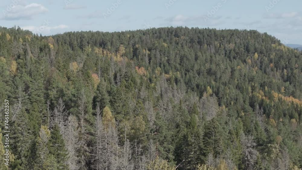 Autumn forest on a sunny day captured with drone. Files in original quality, 4K, DLOG, ProResHQ Autumn forest on a sunny day captured with drone. Files in original quality, 4K, DLOG, ProResHQ