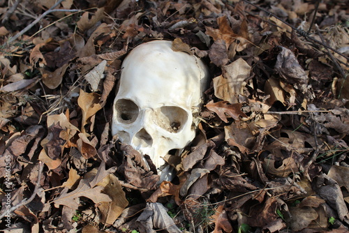 Human Skull Among Dead Leaves