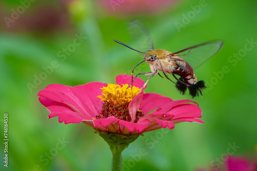 Pellucid hawk moth Cephonodes hylas sucking nectar from zinnia flower, natural bokeh background  © Ralfa Padantya