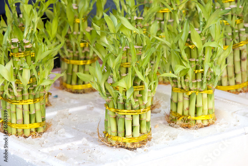 Bundles of Lucky Bamboo wrapped in gold coated wire with roots exposed, ready for planting.