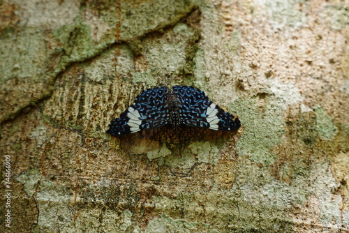 Red Cracker or Starry Night Butterfly Hamadryas amphinome in the tropical Amazon rainforest near Manaus, Brazil. photo