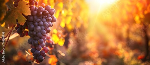 A cluster of grapes hangs from a vine on a sunny day. photo