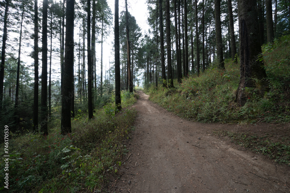 Bosque mexicano Bosque mexicano