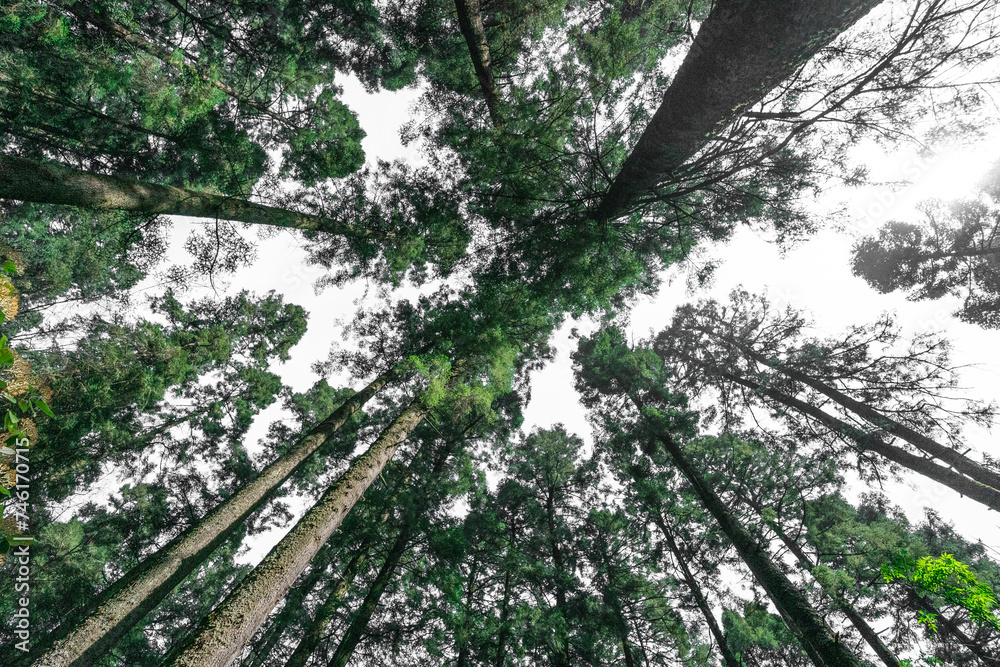 Fototapeta premium Bosque mexicano
