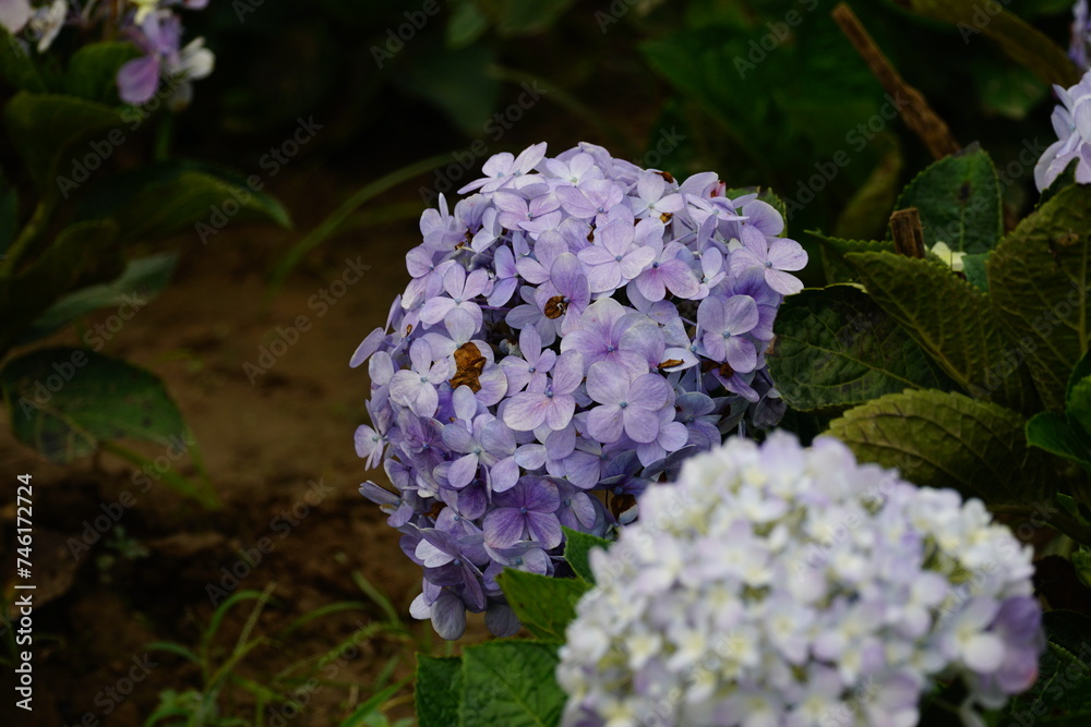 Close-up Oversized fresh purple hydrangea Close-up Oversized fresh purple hydrangea