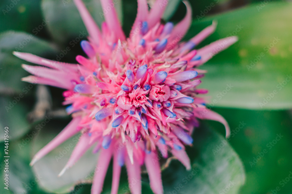 Obraz premium ramillete 