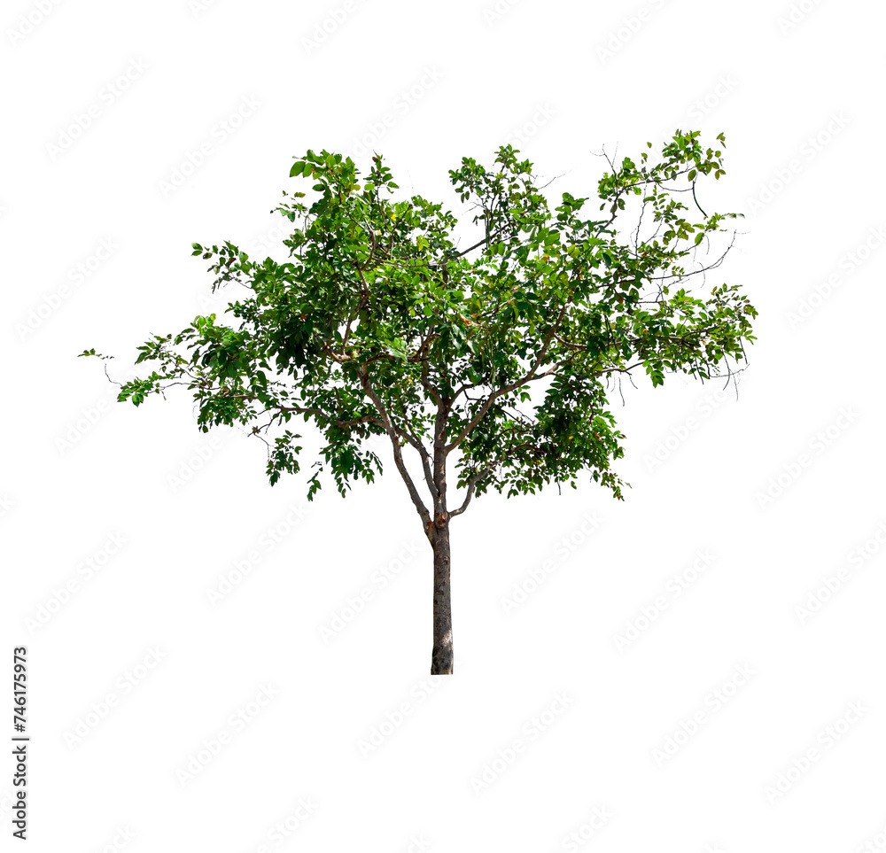 single tree isolated on white background with clipping path single tree isolated on white background with clipping path