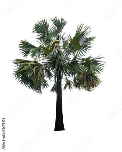Palm tree isolated on white background with clipping path © kuarmungadd