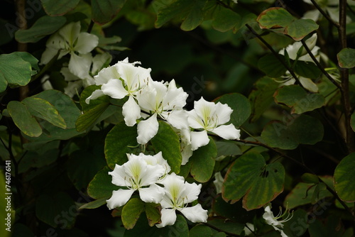 Close-up of Bauhinia forficata flower photo