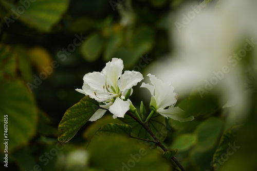 Close-up of Bauhinia forficata flower photo