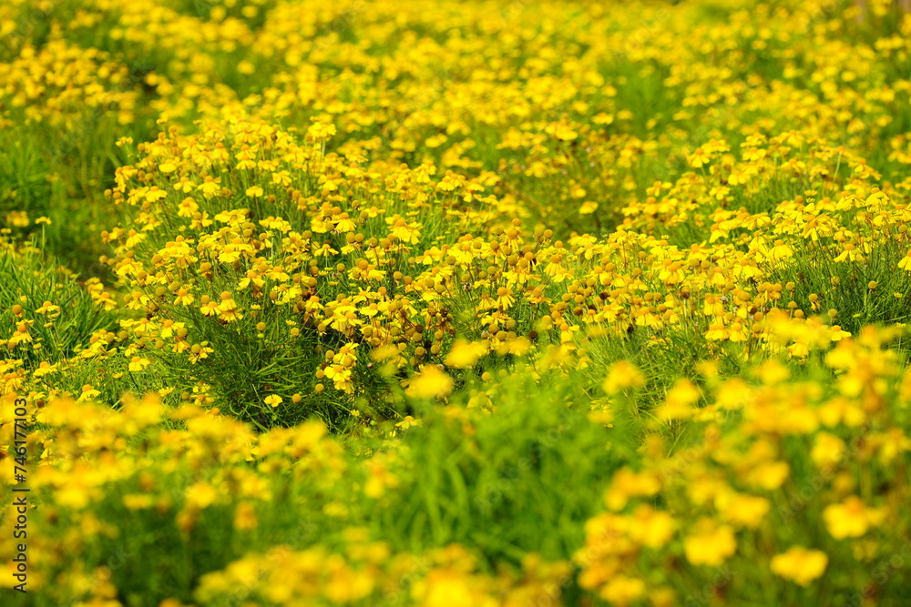 Helenium amarum is a perennial with yellow flowers Helenium amarum is a perennial with yellow flowers
