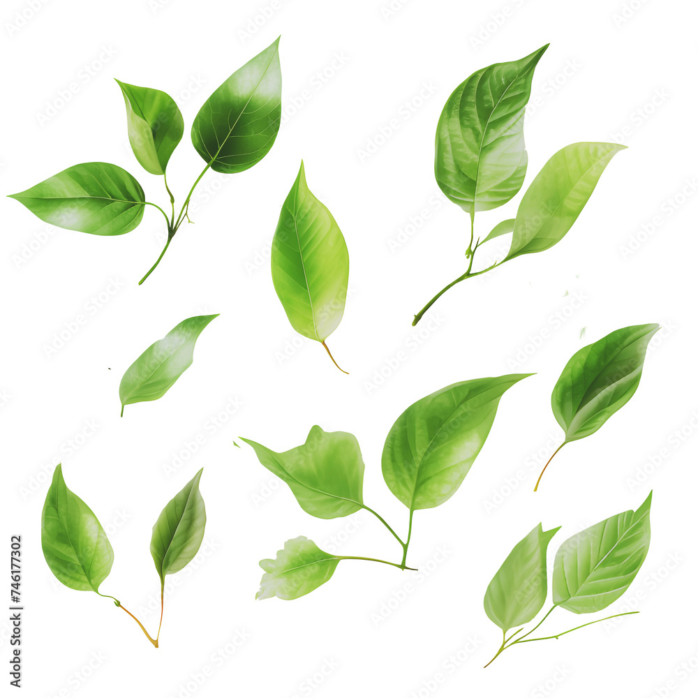 Falling green leaves isolated on a white background. Spring foliage .