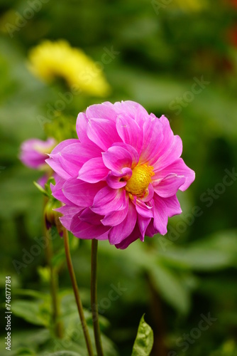 Close-up of dahlias blooming in the garden