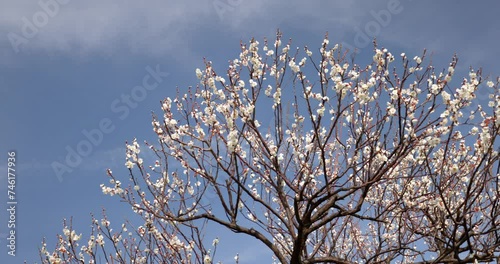 青空に映える白い梅の花。