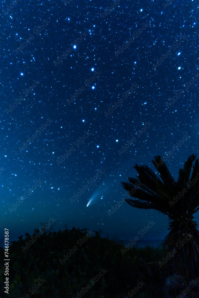 ネオワイズ彗星と北斗七星とソテツのシルエット