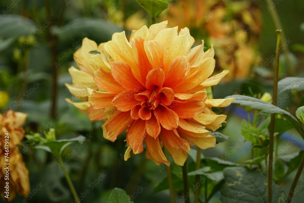 Close-up of dahlias blooming in the garden Close-up of dahlias blooming in the garden
