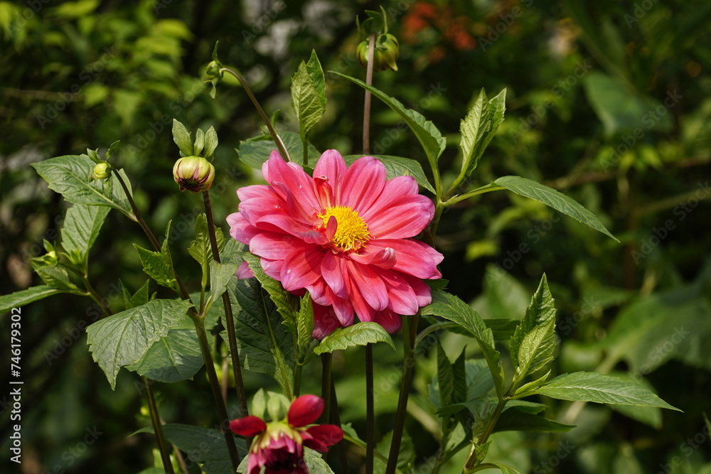 Close-up of dahlias blooming in the garden Close-up of dahlias blooming in the garden