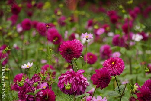 Close-up of dahlias blooming in the garden © Nguyen Thi Nhu Quynh