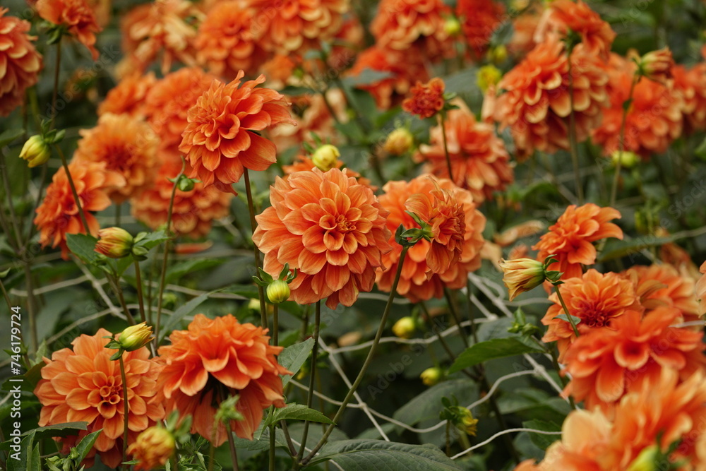 Close-up of dahlias blooming in the garden Close-up of dahlias blooming in the garden