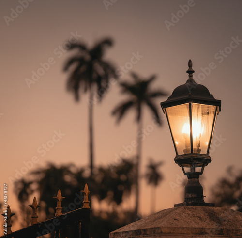 street lamp at night palms miami Florida 