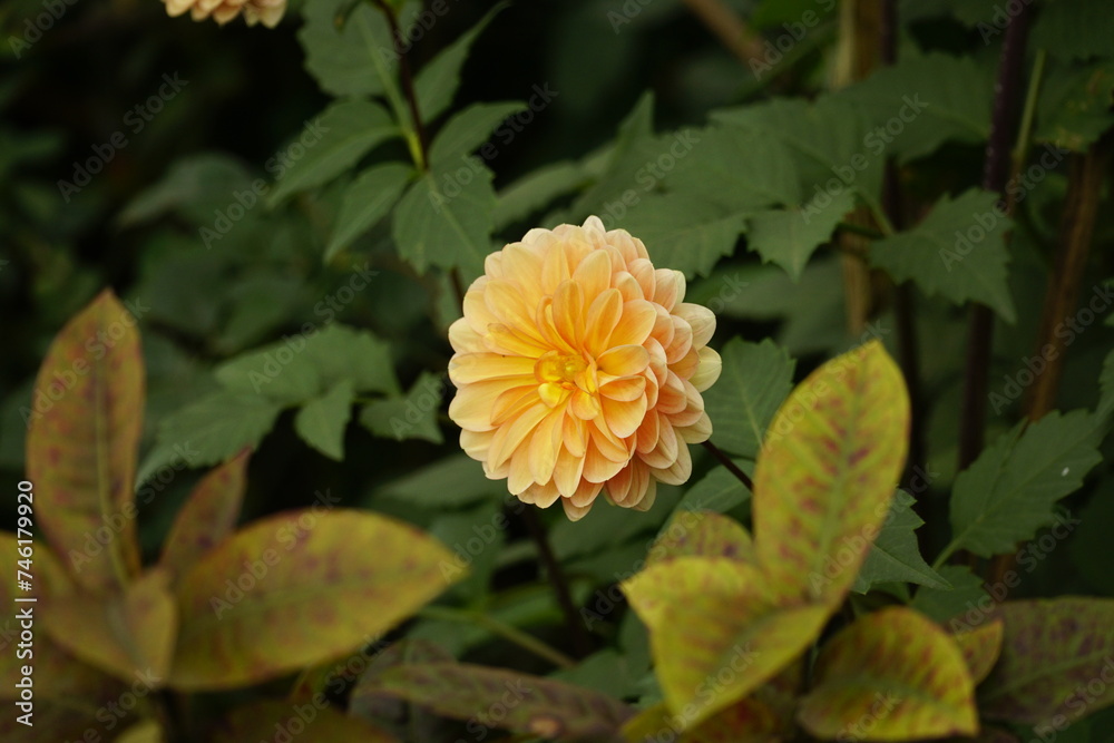 Close-up of dahlias blooming in the garden Close-up of dahlias blooming in the garden