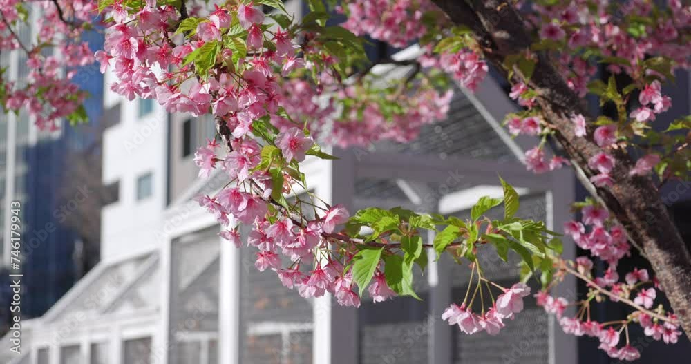 都会に咲くピンク色の河津桜。 都会に咲くピンク色の河津桜。