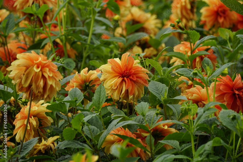 Close-up of dahlias blooming in the garden Close-up of dahlias blooming in the garden