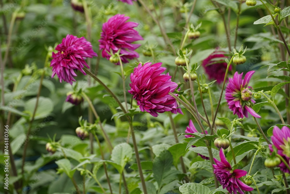 Close-up of dahlias blooming in the garden Close-up of dahlias blooming in the garden