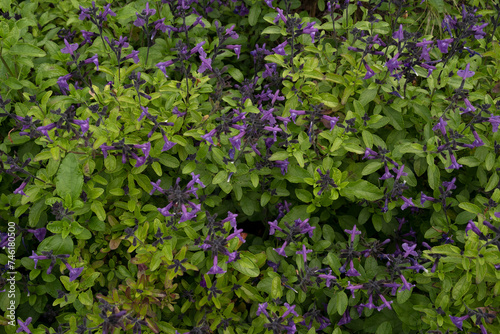 Floral. View of beautiful Salvia microphylla, also known as Baby sage, green leaves and purple flowers, spring blooming in the garden.