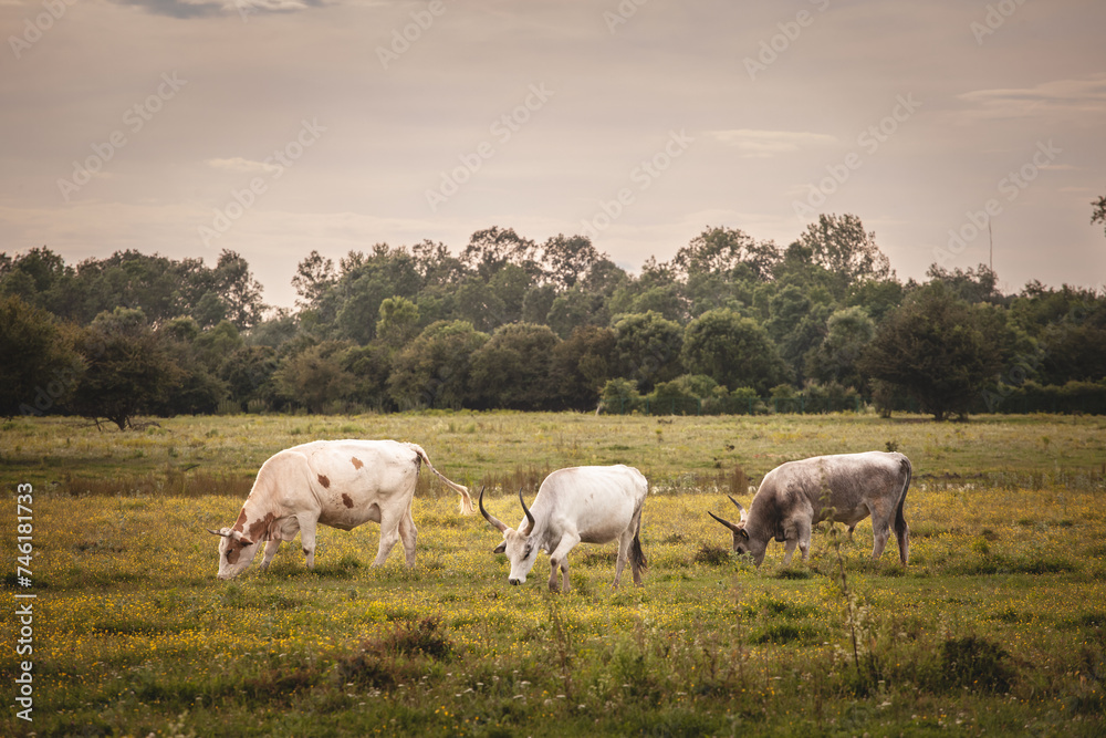 Herd of Podolian cows grazing free range on the pastures in Serbia, Vojvodina with a grey cow with long hors staring. Podolian cattle is a breed of cows and beefs from Europe with long horns.